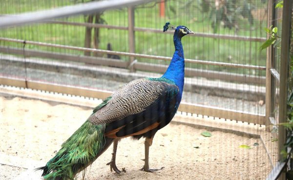 深圳适合小孩子玩的地方有哪些