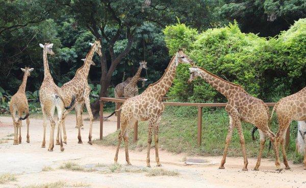 深圳适合小孩子玩的地方有哪些