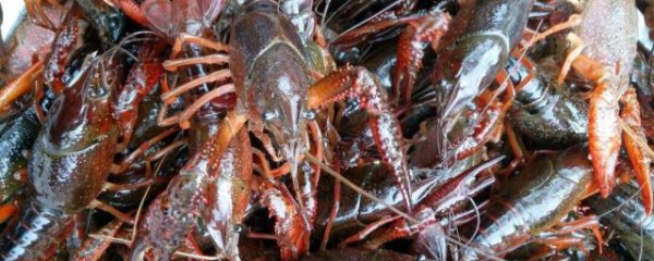 新鲜龙虾怎么保存