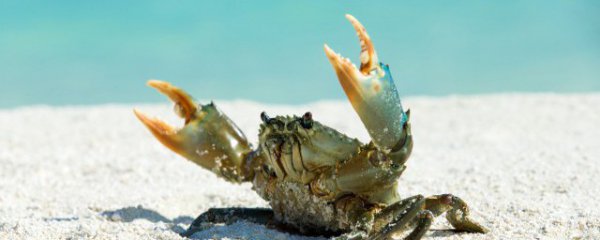 哪个季节的大闸蟹好吃