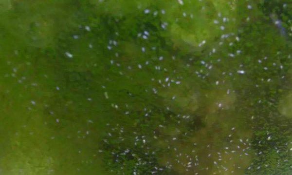 鱼缸里有白色的小虫子怎么处理