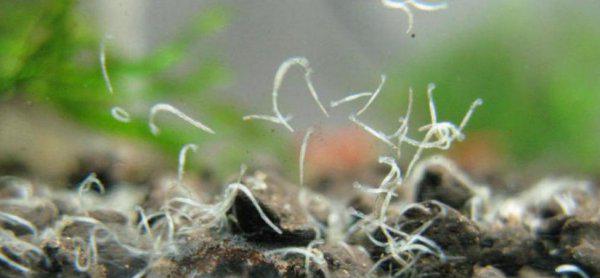 鱼缸里有白色的小虫子怎么处理