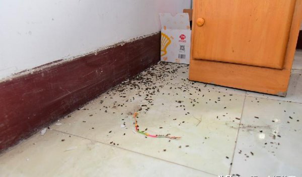 家里有响动预示着什么