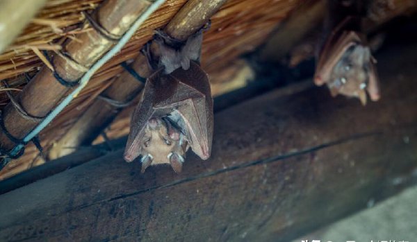 家里有响动预示着什么