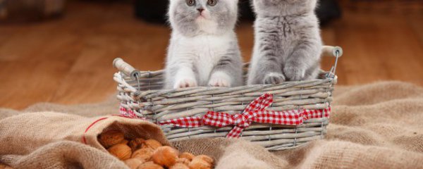 猫粮用什么做的