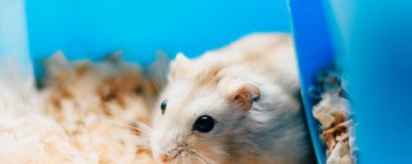 母仓鼠为什么吃小仓鼠