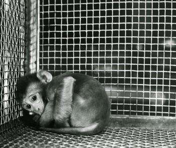 恒河猴实验证明了什么