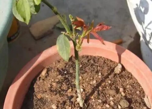 杜鹃根系如何养护发达