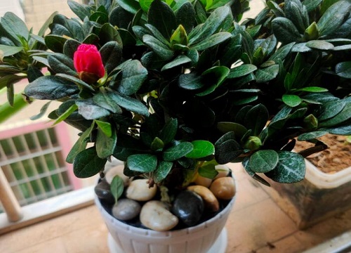 杜鹃根系如何养护发达