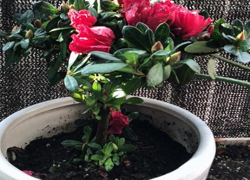 杜鹃根系如何养护发达