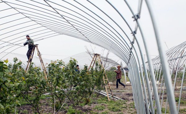 车厘子的种子可以种吗