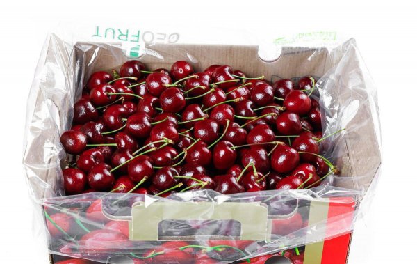 车厘子的种子可以种吗