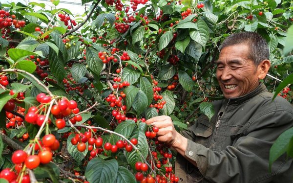 车厘子的种子可以种吗