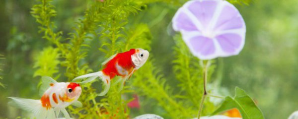 家庭鱼缸怎么养水草