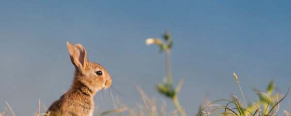 本命年兔送什么礼物弟弟