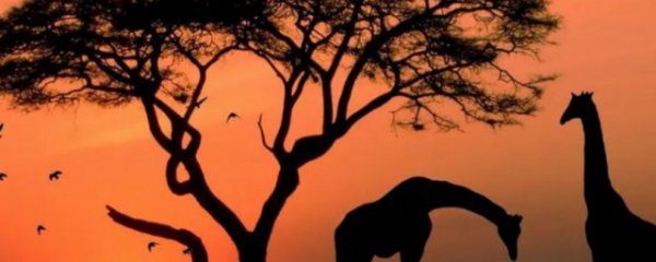 非洲位于哪个半球