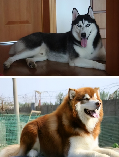 二哈和阿拉斯加的区别在哪