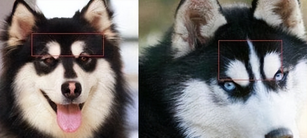 二哈和阿拉斯加的区别在哪