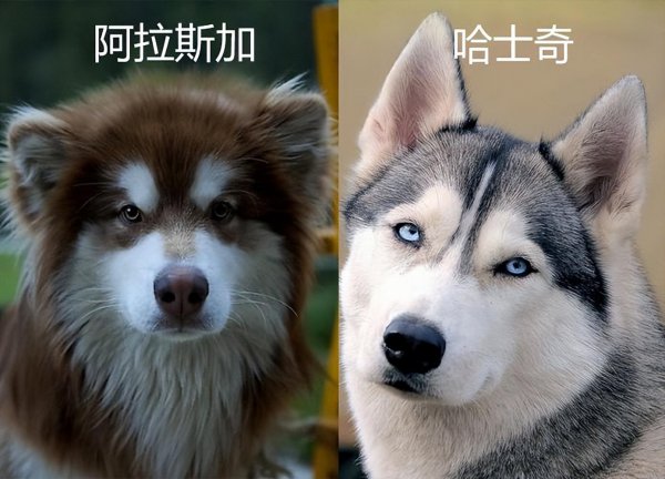 二哈和阿拉斯加的区别在哪