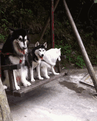 二哈和阿拉斯加的区别在哪