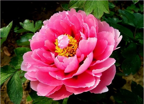 10大吉利花是哪几种