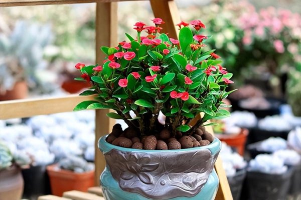 10大吉利花是哪几种