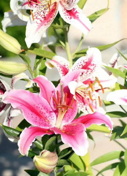 10大吉利花是哪几种