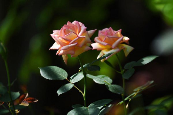 10大吉利花是哪几种