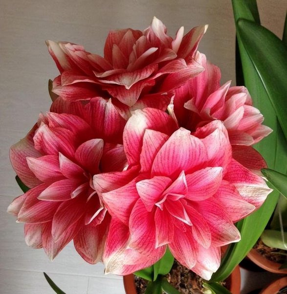 10大吉利花是哪几种