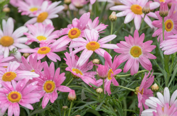 10大吉利花是哪几种