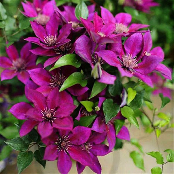 10大吉利花是哪几种