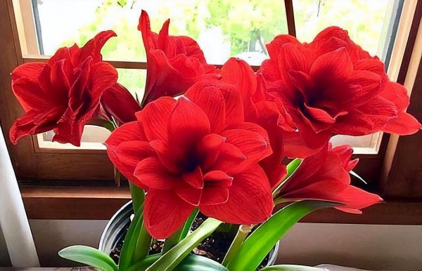 10大吉利花是哪几种