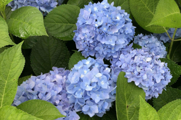 10大吉利花是哪几种