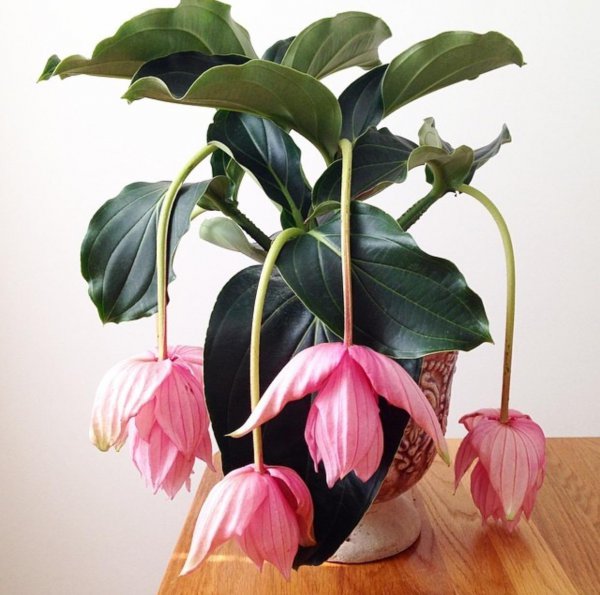 10大吉利花是哪几种