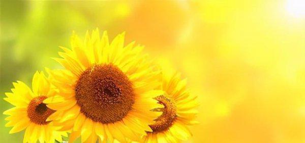 三天可见的女生不要追