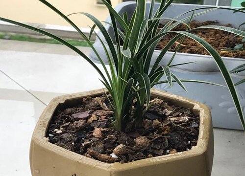 夏季兰花叶面病斑点该怎么预防处理