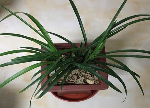 夏季兰花叶面病斑点该怎么预防处理