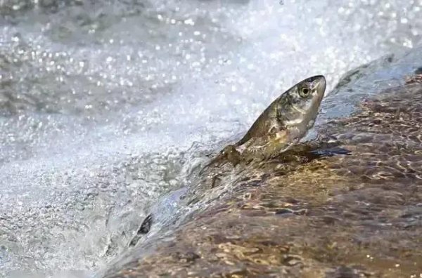 中国最大的湖是什么湖