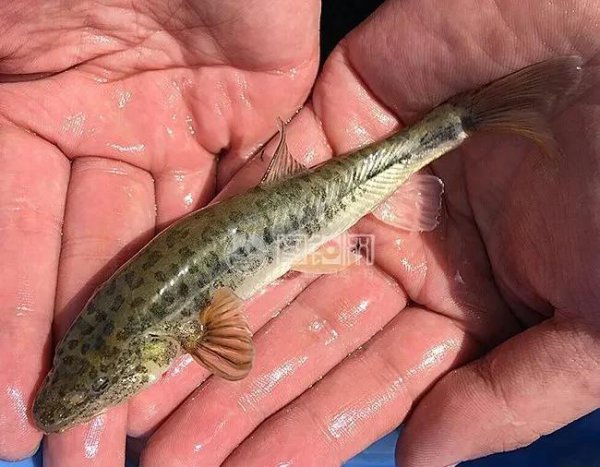 中国最大的湖是什么湖