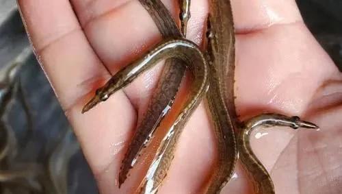 中国最大的湖是什么湖