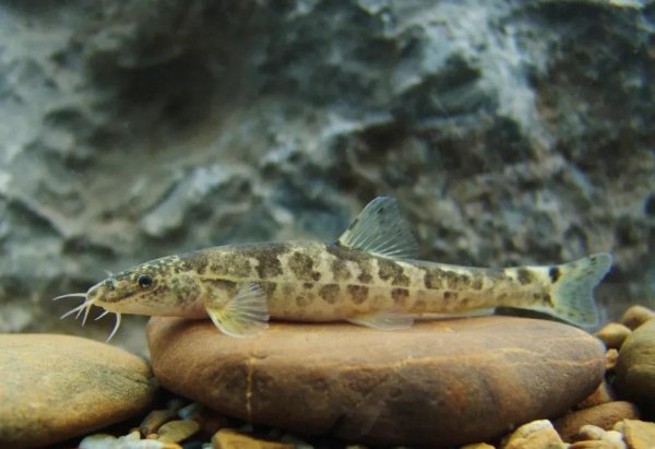 中国最大的湖是什么湖