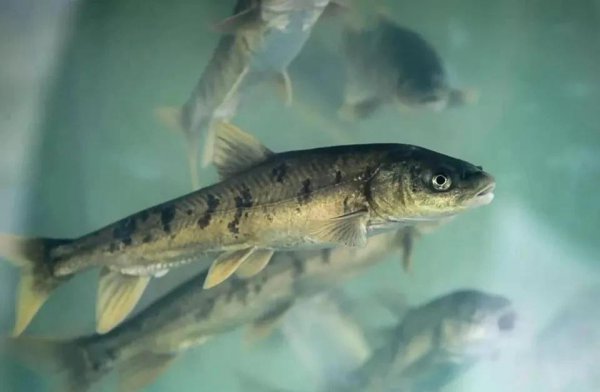 中国最大的湖是什么湖