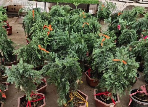 松树适合放办公室吗