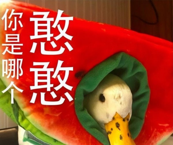 作为宠物鸭子能活多少年