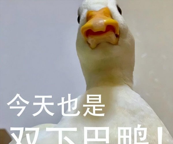 作为宠物鸭子能活多少年