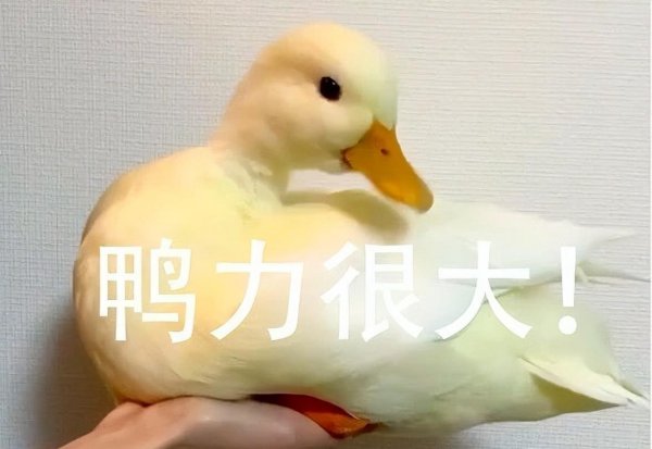 作为宠物鸭子能活多少年