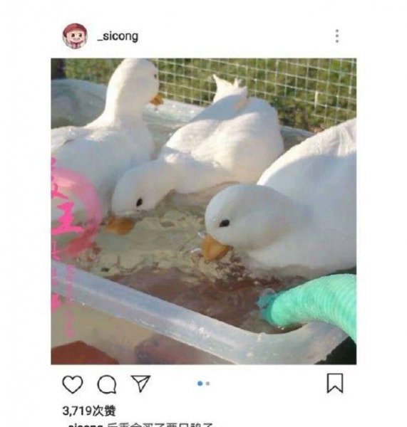 作为宠物鸭子能活多少年