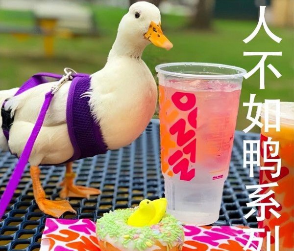 作为宠物鸭子能活多少年