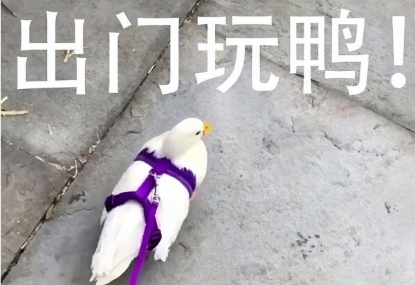 作为宠物鸭子能活多少年