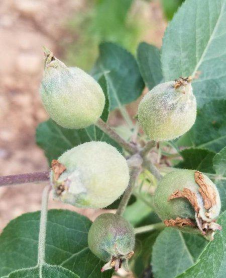 苹果的果锈是什么原因引起形成的